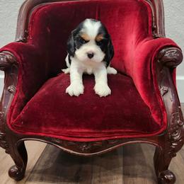 Luke - Tri-color male Cavalier King Charles Spaniel puppy in Stockdale, Texas from Great Oaks Farm Cavaliers