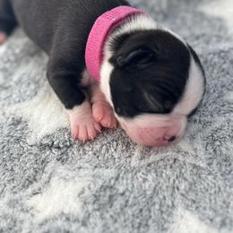 Female - Black and white female Boston Terrier puppy in Mc Donough, Georgia from Ballard Boston Terriers
