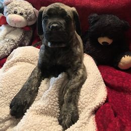 Mastiff Puppies from Eagle Pond Mastiffs