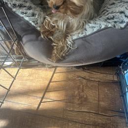 Yorkshire Terriers from Emilia Morales