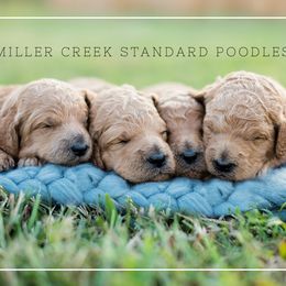 Poodle puppies from Miller Creek Standard Poodles