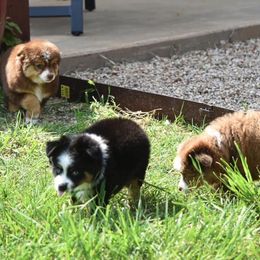 Toy Australian Shepherd Puppies from Double M Toy and Mini Aussies