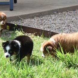 Toy Australian Shepherd Puppies from Double M Toy and Mini Aussies