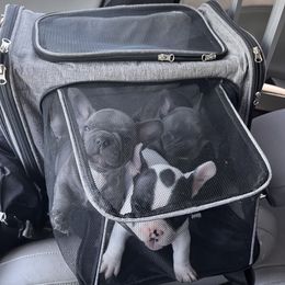 French Bulldog Puppies from Rockstar Kennel