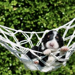 Valor - Tri-color male Bernedoodle puppy in Lowry City, Missouri from Cooper Creek Puppies
