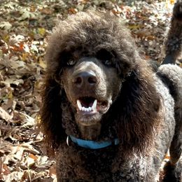 Poodles from Ever So Clever Poodles