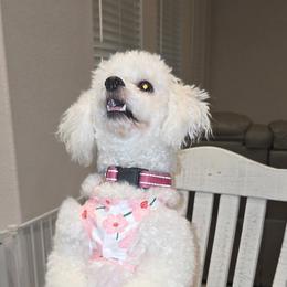 Ellie May - Bichon Frise