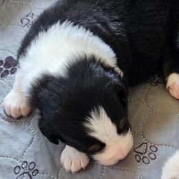 Levi - Black tri-color male Australian Shepherd puppy in Athens, Tennessee from Mimi's Aussie