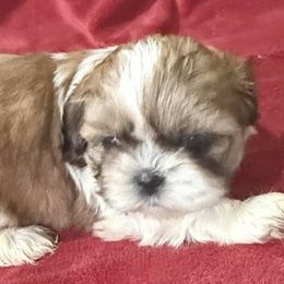 SoLeah - Red and white female Shih Tzu puppy in Corpus Christi, Texas from Pam Crump Shih Tzu