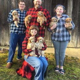 Cavapoo Puppies from Jessie's Puppies