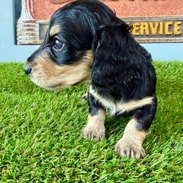 Corey ( black and cream boy) - Black and cream male Dachshund puppy in Orlando, Florida from Weiner Wunderland of Central Florida