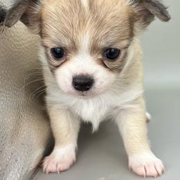 Rose - Black sabled fawn female Chihuahua puppy in Westport, New York from Chantilly chihuahuas
