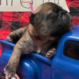 Charity-Pink - Brindle female Shih Tzu puppy in Clarksburg, West Virginia from Pilgrim Shih tzu