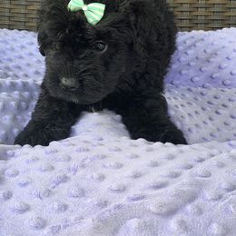 Lilly - Black female Bouvier des Flandres puppy in Buffalo, Missouri from Noble Bouviers