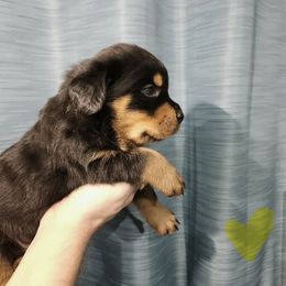 Yellow boy - Black and tan male Rottweiler puppy in Kansas City, Missouri from KC Rottweiler Kingdom