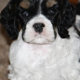 Chihuahuas and Cocker Spaniels from Keto Kennels