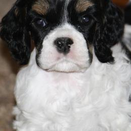 Chihuahuas and Cocker Spaniels from Keto Kennels