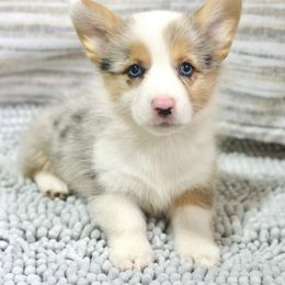 Dolly - Blue merle and white female American Corgi puppy in Adairsville, Georgia from Ingram's Corgis