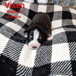 Golden Retriever and Miniature Australian Shepherd Puppies from Haleys Farm