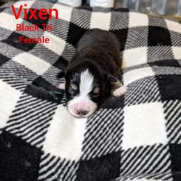 Golden Retriever and Miniature Australian Shepherd Puppies from Haleys Farm