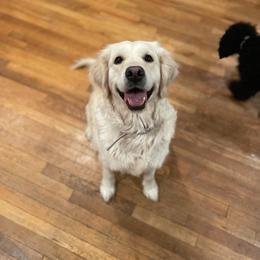 Zora - Golden Retriever