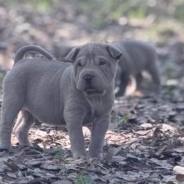 Mangrove - Lilac dilute male Chinese Shar-Pei puppy in Lehigh Acres, Florida from Florida Wrinkles