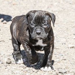 Olde English Bulldogge Puppies from ABK Bulldogges