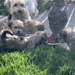 Havanese Puppies from Biscuits N Gravy Havanese