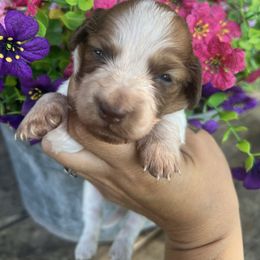 Girl two - Piebald female Dachshund puppy in Payette, Idaho from NT Mini Doxies