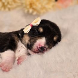 Daisy - Black and tan female Pembroke Welsh Corgi puppy in Austin, Texas from Cutest Corgi's of Austin