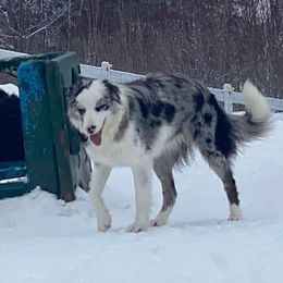 Eve - Border Collie