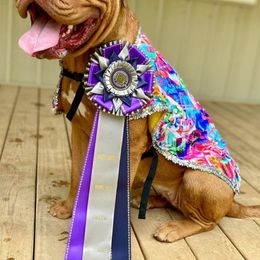 Cane Corso and Dogues de Bordeaux from Wrinkled Bliss Kennels