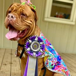 Cane Corso and Dogues de Bordeaux from Wrinkled Bliss Kennels