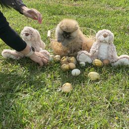 Pomeranian puppies from Bourlet Poms