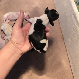 Chunk - Piebald male Dachshund puppy in Vernonia, Oregon from Living Hope Dobies and Doxies