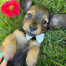Dior - Red male Dachshund puppy in Michigan from Hidden Haven Dachshunds