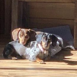 Dachshund All Grown Up from The Weiner Farm