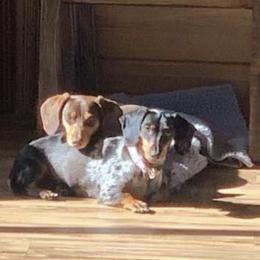 Dachshund All Grown Up from The Weiner Farm
