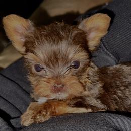 Emma - Chocolate and tan female Yorkshire Terrier puppy in Ballston Spa, New York from pupstatenewyorkies