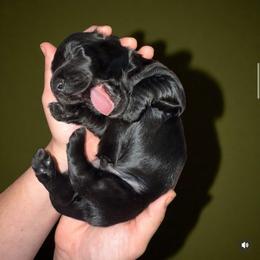Cavapoo, Cockapoo, and Dachshund Puppies from Little Valley Puppies