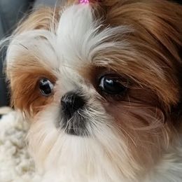 Princess - Shih Tzu