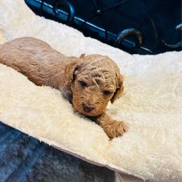 Chomper - Golden male Cockapoo puppy in Kingfisher, Oklahoma from Perdue Puppies