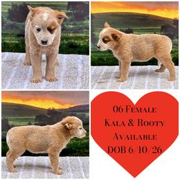 Female 06 - Blue speckled female Australian Cattle Dog puppy in Sheridan, Oregon from 6pk Cattledogs
