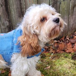 Sophie - Cavapoo