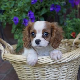 Shade - Blenheim male Cavalier King Charles Spaniel puppy in Lula, Georgia from Cavaliers by Crumley
