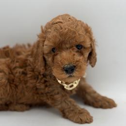 Silk - Red  Poodle puppy in New Jersey from Lavishly Loved Pets LLC