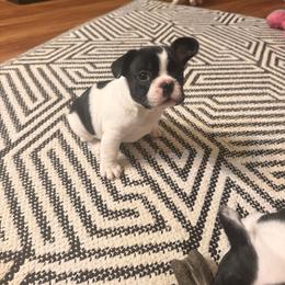 Bingo - White and brindle male French Bulldog puppy in Billings, Montana from Sugarloaf French bulldogs and Australian cattle dogs