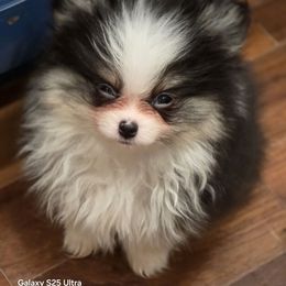 Mishu - Tri-colored male Pomeranian puppy in El Centro, California from BabyBooPoms