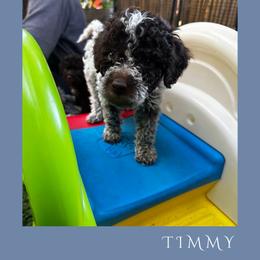 Boy 1 - Brown roan male Lagotto Romagnolo puppy in Salida, California from Harper's Lagotti