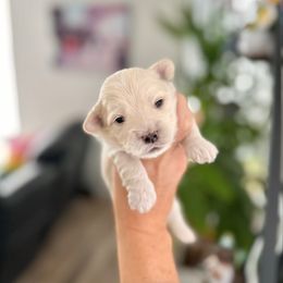 Sky - Champagne male Maltipoo puppy in West Jordan, Utah from Gem Puppies of Utah